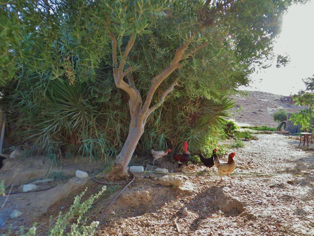 Succah In The Desert Mitzpe Ramon Dış mekan fotoğraf